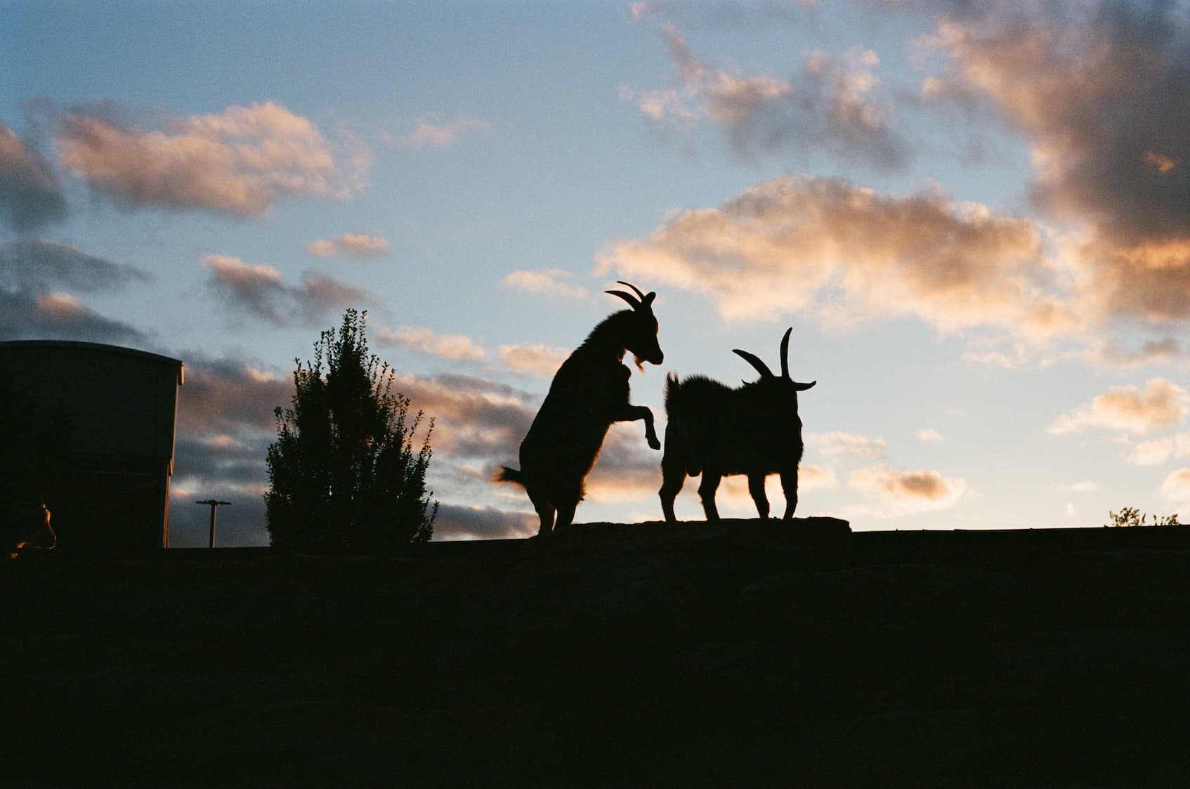 Portra 400, Goats Fighting During Sunset